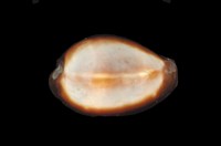 藏品(瑪瑙寶螺)的圖片